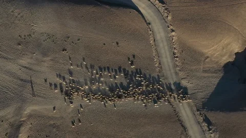 Shepherdess in the mountain with his flocks Vídeo Stock 121665179