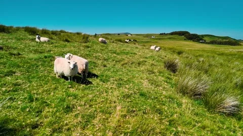 Shepherding sheep across the lush fields of Scotland under a clear blue sky Stock Footage 314000873