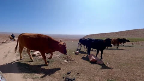 Shepherds and cattle. GH010623 Stock Footage 170074091