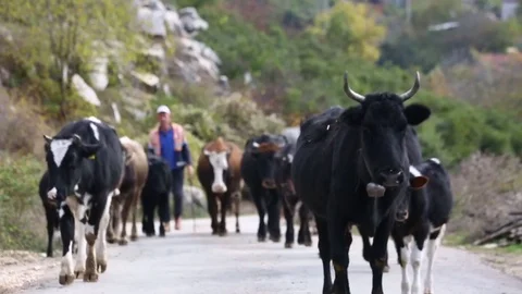 Shepherds and cows Stockbeeldmateriaal 83861370