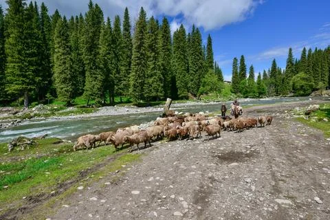 Shepherds and flocks by the forest river in Qiongkushitai, Xinjiang Foto stock
