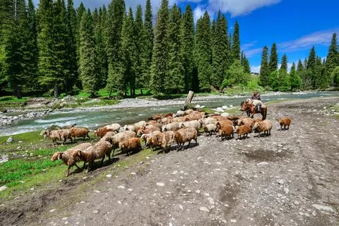 Shepherds and flocks by the forest river in Qiongkushitai, Xinjiang Foto stock