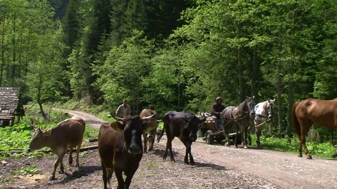 Shepherds in the Carpathian mountains Stock Footage 78238980