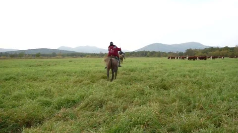 The shepherds of cows Stock Footage 77226710