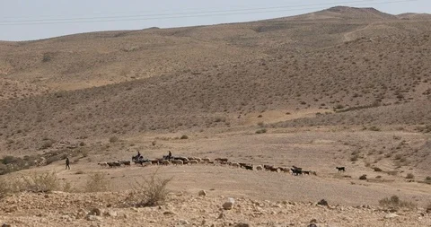 Shepherds drive a flock Stock Footage 102250512