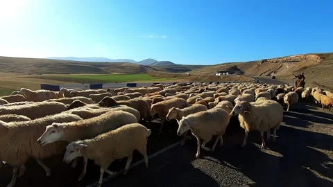 Shepherds drive a flock of sheep in the highlands. the dog accompanies the herd Stock Footage 170440368