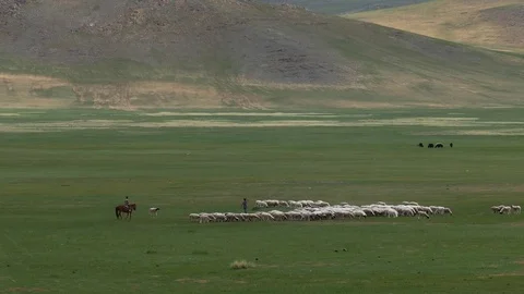 The shepherds drive a herd of sheeps along the steppe. Video stock 85181125
