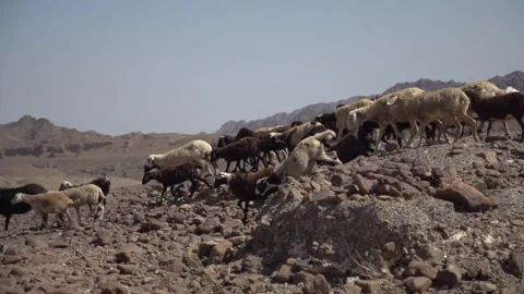 Shepherd's Flock of Goats in Herd in Middle Eastern Desert Stock Footage 243895754