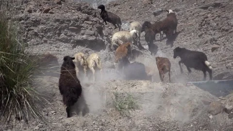 Shepherd's Flock of Goats in Herd Scramble Up Rocky Mountain in Middle Stock Footage 243895745