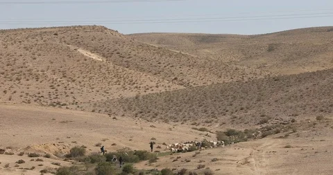 Shepherds gather a runaway herd Stock Footage 102250639