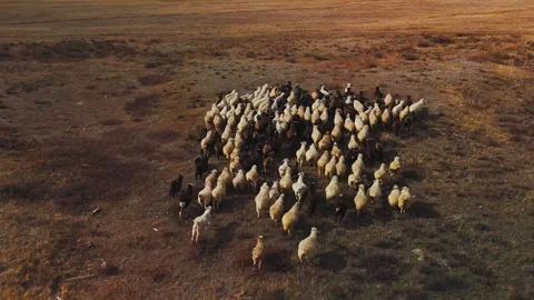 Shepherds guide a large flock of sheep across the open fields at sunset Stock-Footage 288964731