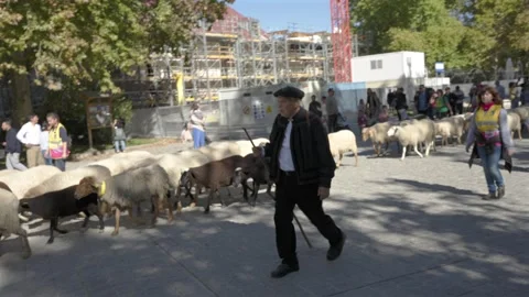 Shepherds guide sheep through Madrid during traditional Transhumance Day parade  Stock Footage 348601273