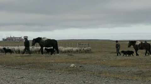 Shepherds herd sheep along dusty highway in Patagonia Stock Footage 12060053