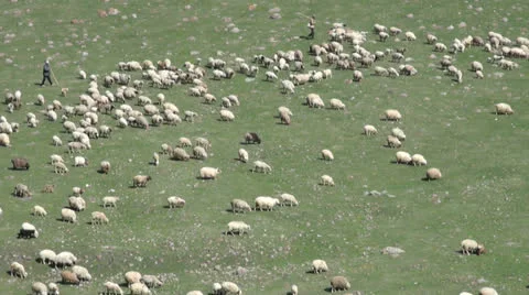 Shepherds herd their flock of sheep in Georgia, Caucasus Video stock 26522889