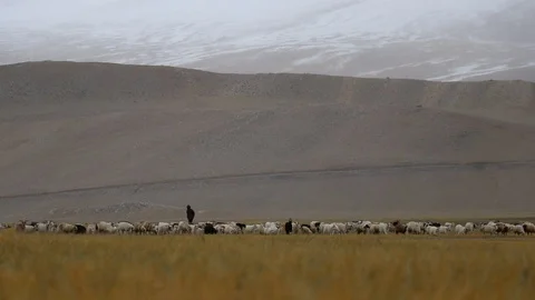 Shepherds with his flocks of sheep and goats, changathang ladakh Stockbeeldmateriaal 121964082