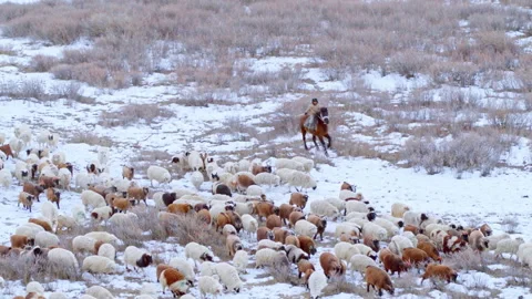 Shepherds on horseback herding a flock of sheep in winter Stock Footage 337022855