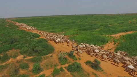Shepherds lead a large herd of camels - Southern Sudan Stock Footage 107399251