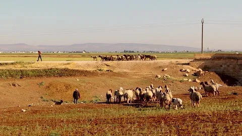 Shepherds Managing Separate Sheep Flocks in Rural Middle Eastern Fields Stock-Footage 323195530