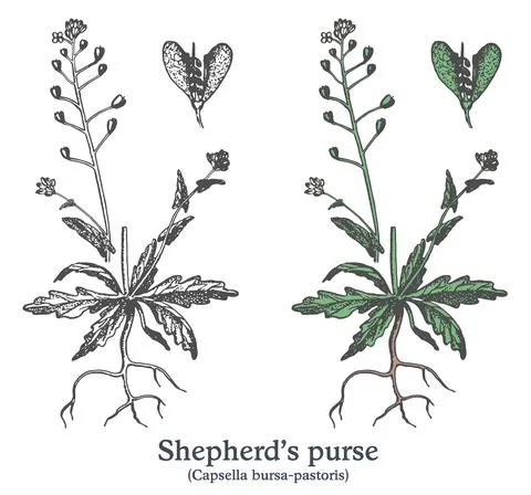 Shepherd's purse. Colorful vector hand drawn plant. Vintage medicinal sketch. Stock Illustration