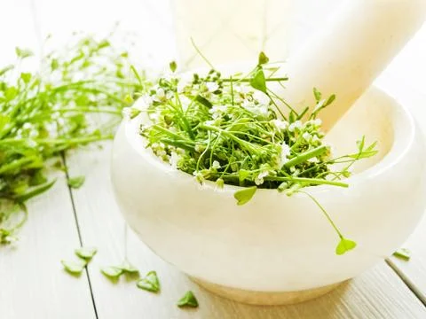 Shepherd's purse herb Stock Photos