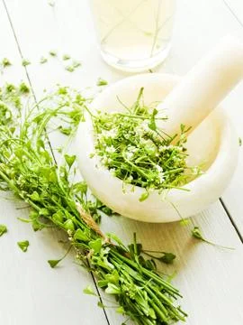 Shepherd's purse herb Stock Photos