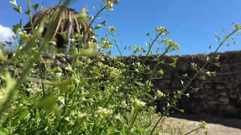 Shepherds purse, or Capsella bursa-pastoris. Stock Footage 88431461
