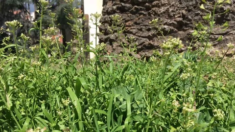 Shepherds purse, or Capsella bursa-pastoris. Stock Footage 88431516