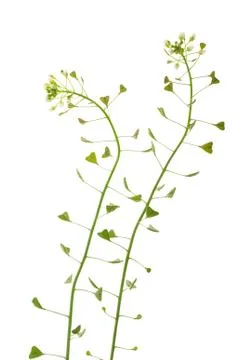 Shepherd's-purse Stock Photos