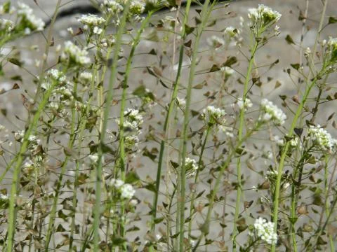 Shepherd's purse Stock Photos