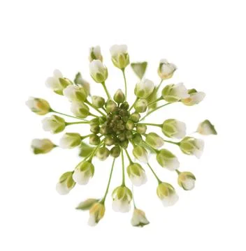 Shepherd's purse Stock Photos