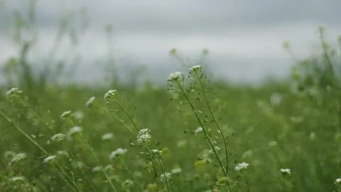 Shepherd's Purse Weeds Under Overcast Sky 2 Vídeo Stock 334922247
