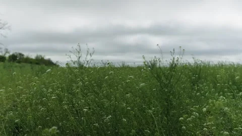 Shepherd's Purse Weeds Under Overcast Sky 3 Vidéo 334922281