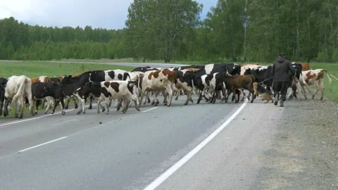 Shepherds redirect cattle to left side of the road. Stock Footage 197549997