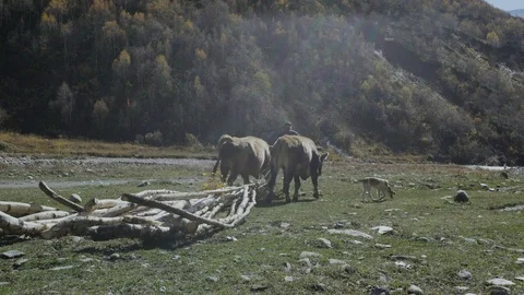 Shepherds transport logs on two buffaloes Stock-Footage 104640197