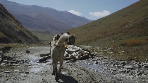 Shepherds transport logs on two buffaloes Stock-Footage 104640205