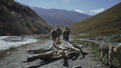Shepherds transport logs on two buffaloes Stock Footage 104640244