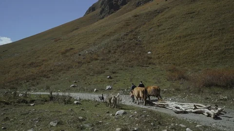 Shepherds transport logs on two buffaloes Stock-Footage 104640399