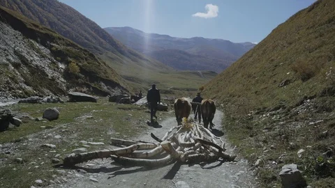 Shepherds transport logs on two buffaloes Stock-Footage 104640459