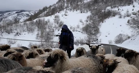 Shepherds walking on the road with their sheep. Winter scenery Stock Footage 170013526