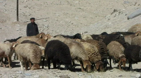 Sheppard Stock Footage 522415