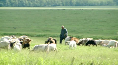 Sheppard with Goats Stock Footage 43051922