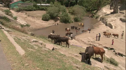 Sheppards take cows herds, livestock at river, rural dusty dry Africa, WS PAN Vídeo Stock 40251010