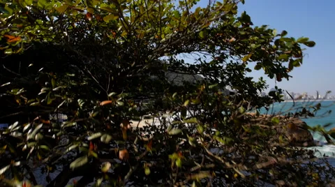 Sheraton Beach Rise 스톡 동영상 50377451