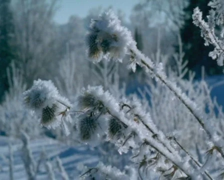 Sheregesh 001 Stock Footage 285566