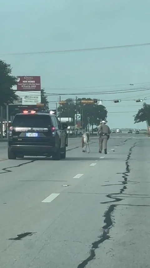 Sheriff's Deputy Chases Runaway Mini Pony, Van Vleck, Texas, USA - 29 Jun 2026 Stock Footage 338131197