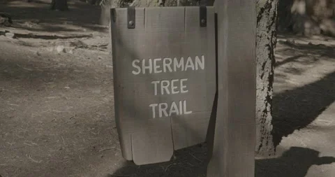 Sherman Tree Trail Sign Stock Footage 168952303
