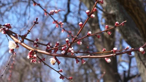 Сherry blossom tree branches Stock Footage 127205139