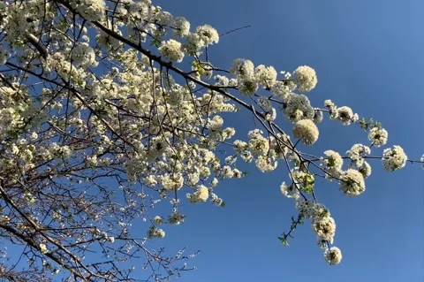 Сherry blossoms Stock Footage 153966643