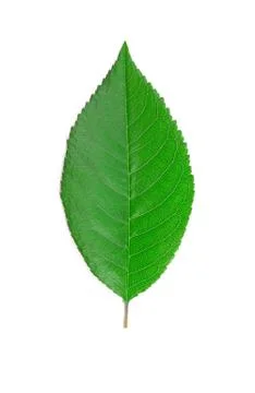 Сherry leaf. 스톡 사진