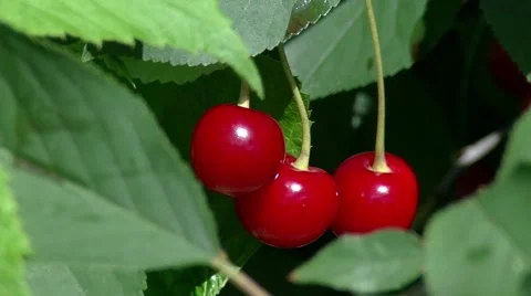 Сherry ripens on the tree 動画素材 52276141